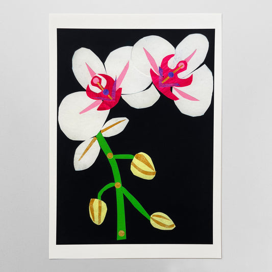 Orchid
